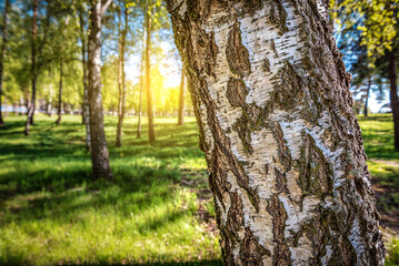 Birch forest in sunlight in the morning
