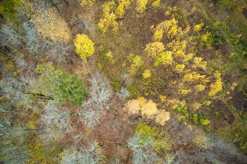 Above aerial shot of green pine forests and yellow foliage groves with beautiful texture of golden treetops. Beautiful fall season scenery in evening. Mountains in autumn in golden time