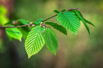 New beech leaves