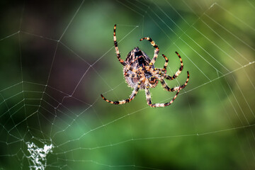 Predatory cross spider makes new web