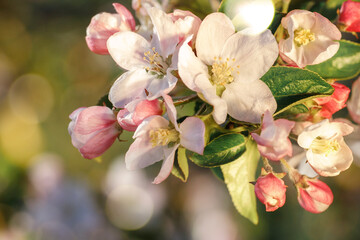 Obraz premium A playful and festive photo of spring apple blossoms, suitable as a gift card or decoration for Easter holidays
