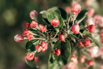Red, unopened apple blossom buds, front view.