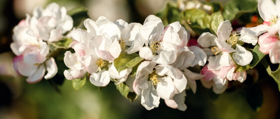 Spring background with white and pink blossoms and sunbeams. Bright spring background apple orchard. Banner