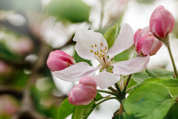 A white apple blossom with pink buds that have not yet opened on a blurred background of spring colors