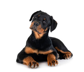 puppy rottweiler in studio