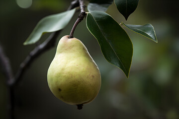 Ripe autumn pears on a branch in the garden. Four ripe pears on