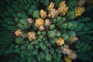 Above aerial shot of green pine forests and yellow foliage groves with beautiful texture of golden treetops. Beautiful fall season scenery in evening. Mountains in autumn in golden time