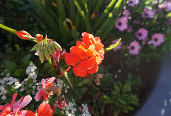 Fiery red flowers of geraniums plant in the sunset sunbeams  