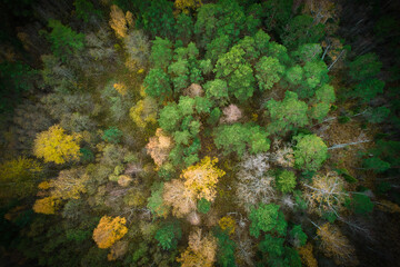 Naklejka na ściany i meble Above aerial shot of green pine forests and yellow foliage groves with beautiful texture of golden treetops. Beautiful fall season scenery in evening. Mountains in autumn in golden time