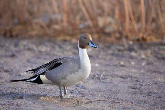 Northern Pintail duck male (Anas acuta) standing on the shoreline on a local winter pond in Canada - Powered by Adobe