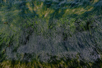 abstract background green seaweed in the water