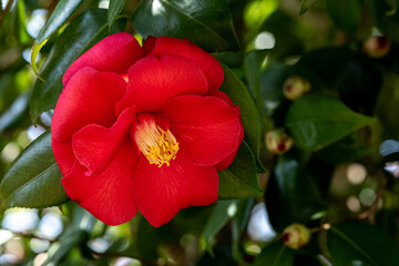 Red double camellia flowers in the garden.