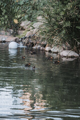 pato, acuático, ave, lago, charcas, animal, naturaleza, fauna, verde, nadar, río, azul, ave acuática