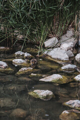 pato, acuático, ave, lago, charcas, animal, naturaleza, fauna, verde, nadar, río, azul, ave acuática
