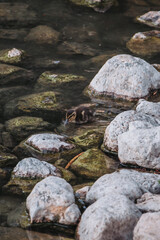 pato, acuático, ave, lago, charcas, animal, naturaleza, fauna, verde, nadar, río, azul, ave acuática