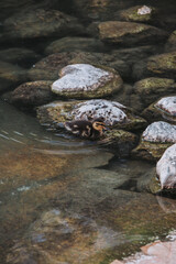 pato, acuático, ave, lago, charcas, animal, naturaleza, fauna, verde, nadar, río, azul, ave acuática
