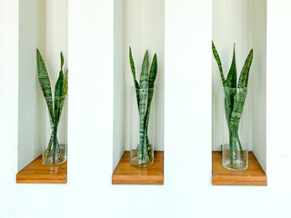 Sansevieria or Snake plant in vase for home decoration
