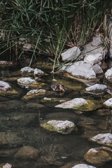 pato, acuático, ave, lago, charcas, animal, naturaleza, fauna, verde, nadar, río, azul, ave acuática