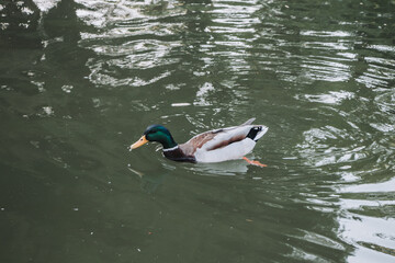 pato, acuático, ave, lago, charcas, animal, naturaleza, fauna, verde, nadar, río, azul, ave acuática