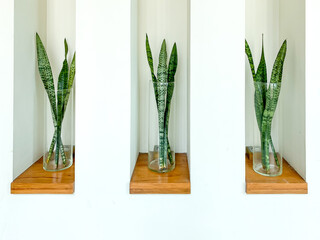 Sansevieria or Snake plant in vase for home decoration