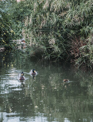pato, acuático, ave, lago, charcas, animal, naturaleza, fauna, verde, nadar, río, azul, ave acuática