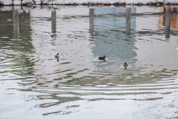 pato, acuático, ave, lago, charcas, animal, naturaleza, fauna, verde, nadar, río, azul, ave acuática