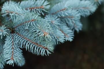 Beautiful background with fresh Fir Tree. Spruce branch. Pine branch. Place for text on dark background. Blue spruce background. Needles on the branches close-up. Spring nature. Tree twig. Copy space