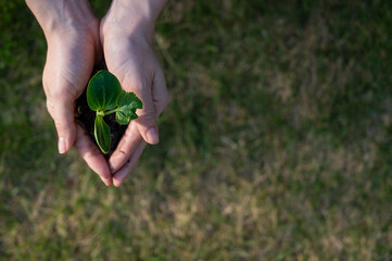 A woman holds a sprout in her hands outdoors.