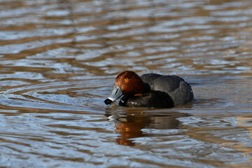 Spring scene of a migrating male Redhead duck swimming along a river on its way to nesting grounds