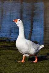 Naklejka na ściany i meble An escaped domesticated Emden goose walks along the shore of a flooded river