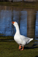Obraz premium An escaped domesticated Emden goose walks along the shore of a flooded river with beak open calling