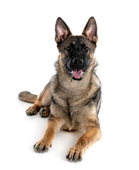 young german shepherd