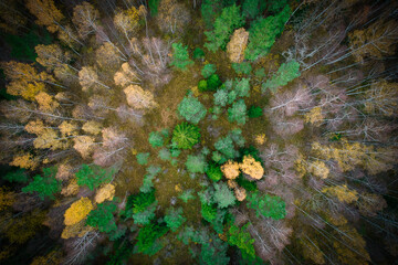 Above aerial shot of green pine forests and yellow foliage groves with beautiful texture of golden treetops. Beautiful fall season scenery in evening. Mountains in autumn in golden time