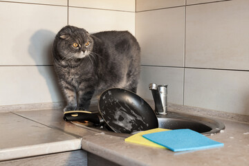 A lop-eared Scot washes dishes in the kitchen. The plot is about daily homework, cleanliness in the kitchen and pets.