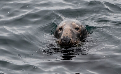 Fototapeta premium Male Atlantic Grey Seal, Halichoerus Grypus, At The Coast Of Le Conquet In Brittany, France