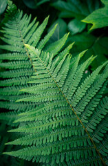 Fern Leaves