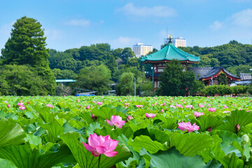 Fototapeta na wymiar 上野 不忍池の美しい蓮の花 Beautiful lotus flowers at Ueno Shinobazu Pond in Japan 
