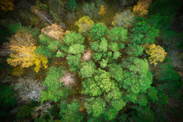 Above aerial shot of green pine forests and yellow foliage groves with beautiful texture of golden treetops. Beautiful fall season scenery in evening. Mountains in autumn in golden time