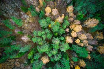 Above aerial shot of green pine forests and yellow foliage groves with beautiful texture of golden treetops. Beautiful fall season scenery in evening. Mountains in autumn in golden time