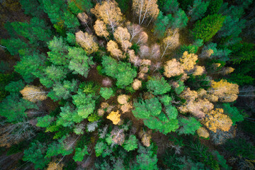 Above aerial shot of green pine forests and yellow foliage groves with beautiful texture of golden treetops. Beautiful fall season scenery in evening. Mountains in autumn in golden time