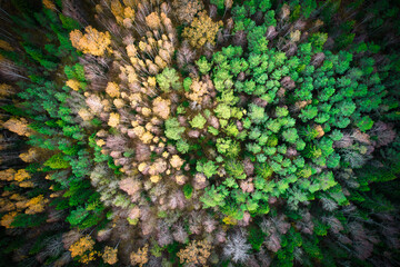 Above aerial shot of green pine forests and yellow foliage groves with beautiful texture of golden treetops. Beautiful fall season scenery in evening. Mountains in autumn in golden time