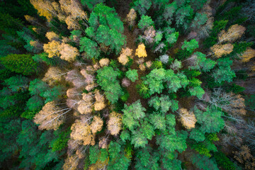 Above aerial shot of green pine forests and yellow foliage groves with beautiful texture of golden treetops. Beautiful fall season scenery in evening. Mountains in autumn in golden time