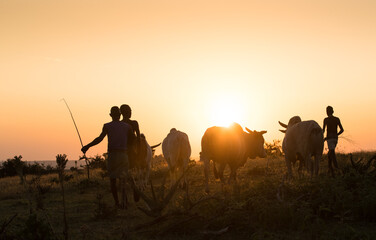 oung ethiopian shepherd witch cows in the sunset light - obrazy, fototapety, plakaty