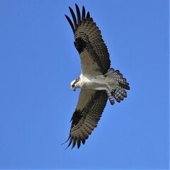 Osprey Fish Catch Lake Apopka Wildlife Drive
