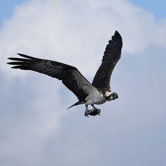 Osprey Fish Catch Lake Apopka Wildlife Drive