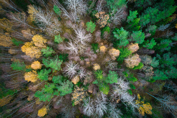 Above aerial shot of green pine forests and yellow foliage groves with beautiful texture of golden treetops. Beautiful fall season scenery in evening. Mountains in autumn in golden time
