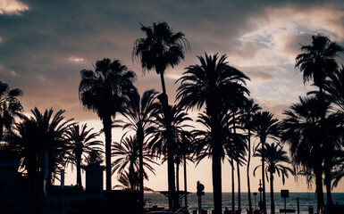 Obraz premium Silhouette of some palm trees at sunset. Tropical climate and tourist paradise