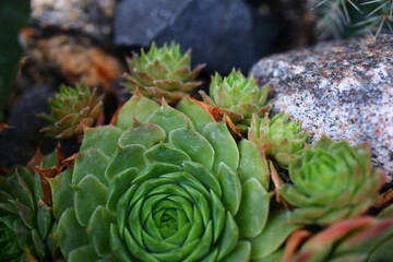 rojnik corona sempervivum