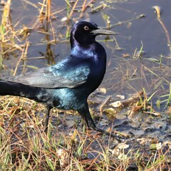 Grackle Hunting Rainbow Colors in Sun 