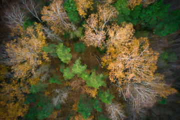 Above aerial shot of green pine forests and yellow foliage groves with beautiful texture of golden treetops. Beautiful fall season scenery in evening. Mountains in autumn in golden time